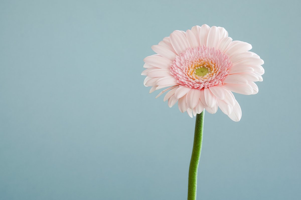 gerbera kukka